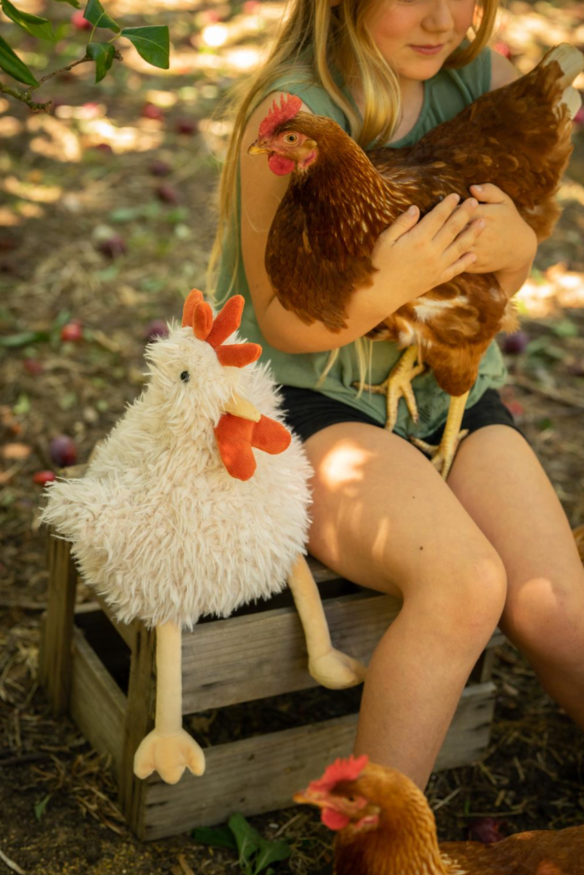 Roy the Rooster - Chicke